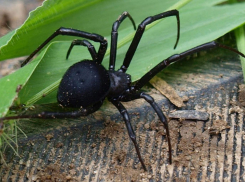 Ростовские врачи спасли мужчину после укуса ядовитого паука