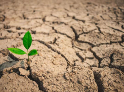 В Ростовской области в сентябре зафиксировали засуху в трех районах