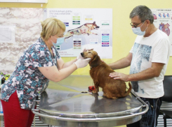 В Ростовской области льготная стерилизация питомцев пройдет 26 октября 