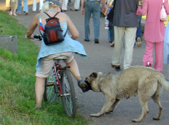 Огромная бродячая собака в кровь растерзала 12-летнюю школьницу в Ростове 