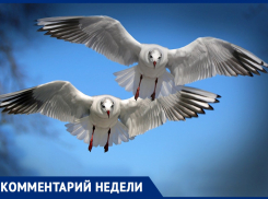 Нашествие чаек на Ростов продлится еще неделю