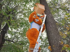 Домик для белочек: как ростовчанам создать уютную зимнюю «квартиру» для пушистых красавиц