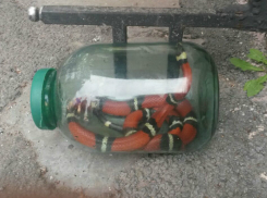 Кот-герой вышел на поединок со сбежавшим коварным змеем и спас пожарного Ростове