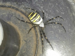Опасного паука с осиной раскраской поймали на своем огороде бдительные ростовчане