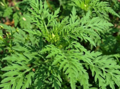 В Ростовской области 11% всей территории занимает амброзия