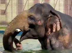 Ростовский зоопарк показал, как животные переносят жару