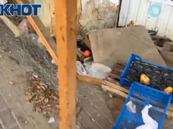 Ростовчане жалуются на летающий по воздуху мусор в центре города 