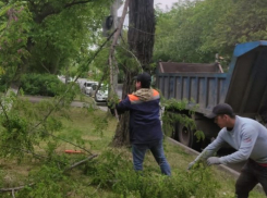 В Ростове из-за шквалистого ветра упали более 20 деревьев