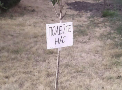 Издевательские таблички развесили ростовчане на площади перед зданием Правительства области