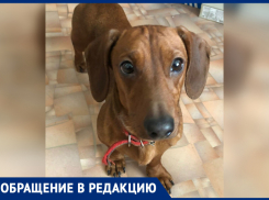 В Ростове пропала такса в зеленом ошейнике