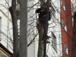 Бесстрашный ростовчанин спас котенка, которого на дерево загнала собака 