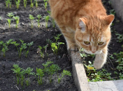 Лунный календарь садовода и огородника с 6 по 12 июля