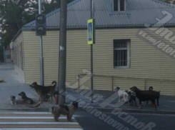 Огромная стая агрессивных бродячих собак терроризирует жителей старого центра Ростова