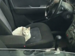 Невозмутимую кошку-угонщицу иномарки сняли на видео жители Ростова