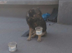 В Ростове собаку просить милостыню заставляют хозяева