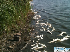 В Ростовской области рассматривается две версии массовой гибели рыбы