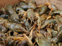 В Ростовской области могут снять ограничения на ловлю раков