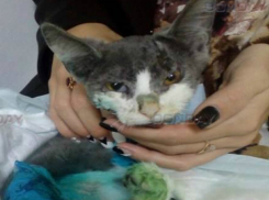 Сбитого машиной кота-«Франкенштейна» вернули к жизни ветеринары в Ростове