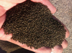 Десятки тонн семян с ядовитыми алкалоидами обнаружили у женщины-фермера в Ростовской области