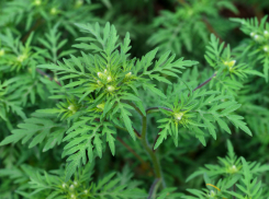 В Ростовской области обнаружили более 7 гектаров амброзии