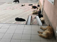Бездомных собак с улиц Ростова горожанам предложили разобрать по домам