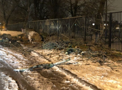 Срубленное дерево преградило путь детям в школу в Ростове-на-Дону