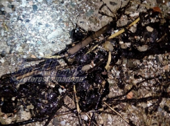 Жуткие пятна мазута на берегу Дона помешали ростовчанам искупаться на Крещение