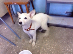 В Ростове найден щенок, похожий на лайку