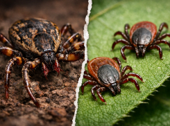Ростовская область вошла в число регионов-лидеров по укусам клещей