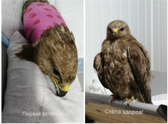 В Ростовской области спасли сбитого машиной ястреба Стёпу 