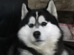 Любимый друг семьи с грустной мордочкой трагично ушел из жизни на улице Ростова