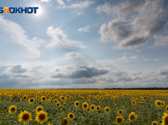 Дождь, жара и сильный ветер: прогноз погоды в Ростове с 15 по 19 августа