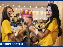 Хвостатый фоторепортаж: собаки из приюта нашли дом в Ростове