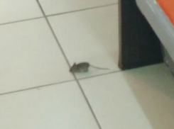 «Очень свежая» мышь повергла в шок женщину в ростовском супермаркете