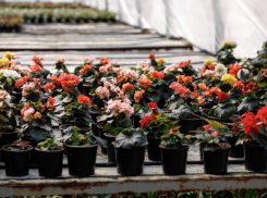 В Ростове потратят более 100 млн рублей на однолетние цветы