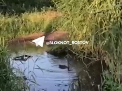 В Новошахтинске в луже из-за порыва водопровода поселились дикие утки