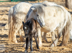 В зоопарке Ростова родился шетлендский пони