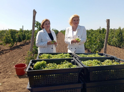  Эксперты «Винного гида России-2025» оценили винодельческие хозяйства Дона