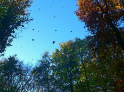 Ясным и ветреным выдастся начало новой недели в донской столице