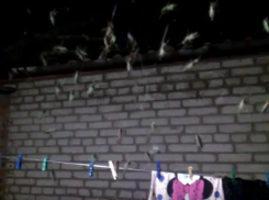 Чудовищные кровососы-мутанты атаковали жительницу Ростовской области на видео 