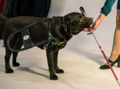 Благотворительный зоофестиваль «Доброе сердце» в честь всемирного дня собаки-поводыря проведут в Ростове