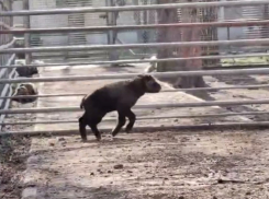 Детеныша такина мишми Изюма выпустили в уличный вольер