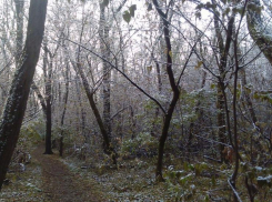 Судьба части рощи СКА в Ростове может решиться 22 июня