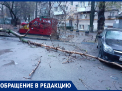 Рухнувшее дерево в Ростове, которое должны были спилить полгода назад, едва не придавило маму с ребенком