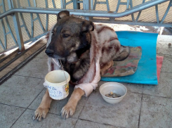 Видео собаки-попрошайки в шубке с капюшоном взбудоражило жителей Ростова 