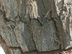 Надпиленное у основания дерево-убийца поджидает своих жертв на перекрестке Ростова