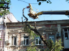 Ростовчане жалуются на начавшуюся вырубку деревьев в центре города