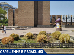 «Они погибают, но никому нет дела!»: ростовчанин просит власти города спасти растения на Пушкинской 