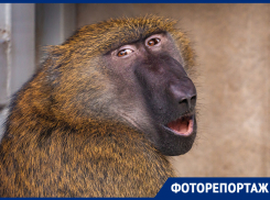 Удивленный орел и проказник-мишка: золотые дни Ростовского зоопарка — в объективе фотографа «Блокнота»