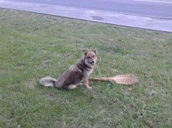 Псы-дворники вышли на бой с мусором на улицах Ростова